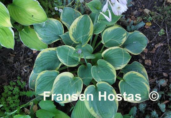 Hosta Stepping Out